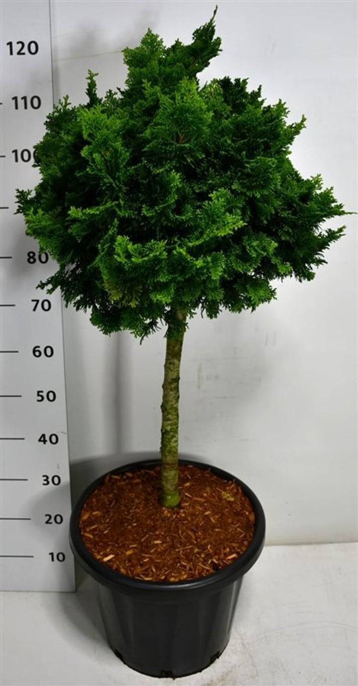 Chamaecyparis o. 'Nana Gracilis' - 40 CM Stem Cont.